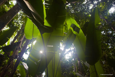 the jungle was quite thick in soome places