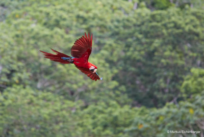 to watch these parrots