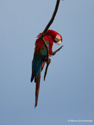 one having a rest on a branch next to us