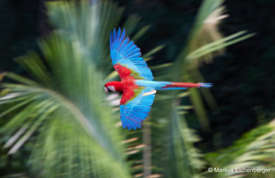 flying around with their beautiful feathers