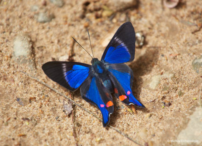 did I mention insects,... here the beautiful sorts