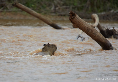 and something beaver like swimming around