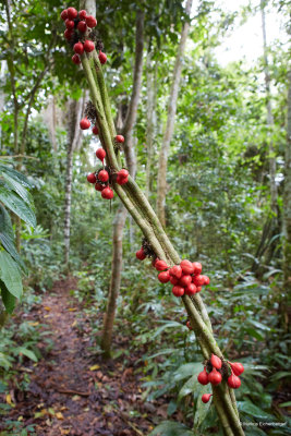 and some fruits hanging off the forest