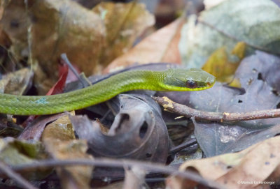 and a dangerous looking green snake