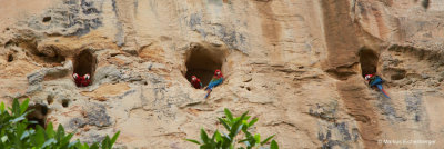 this is the wall where the Macaws having