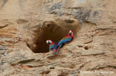 their nests. The Viewpoint is above this wall