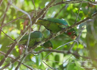 here some Loros, green parrots, hard to spot...