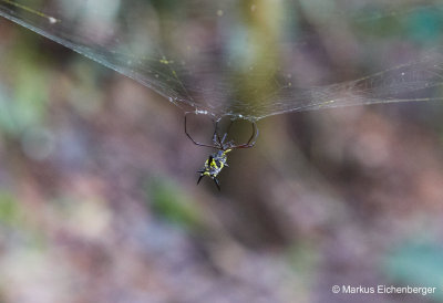 and spiders everywhere