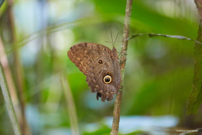 and another huge butterfly