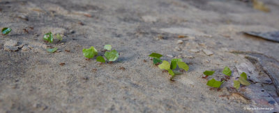 and busy ants next to my bungalow