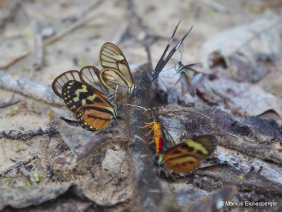 and some more butterflies gathering