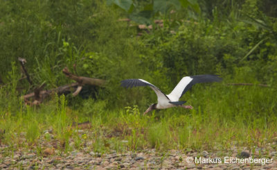 and then flying off