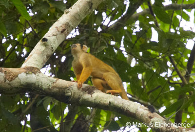 and some small monkeys in the trees