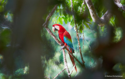 some more parrots through the trees