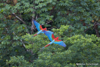 sorry, did I mention birds before...