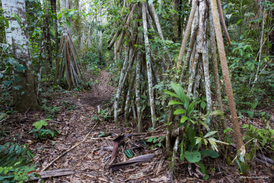 walking in the jungle is quite rough