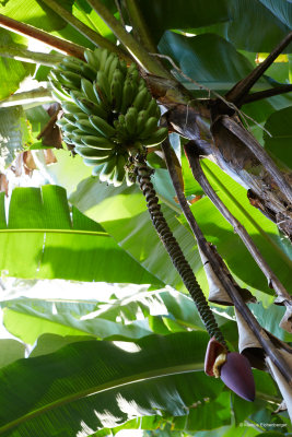 and lots of fruits around the lodge