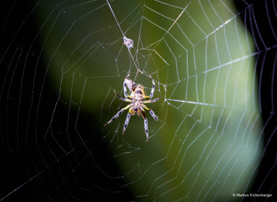 btw, here at night another spider