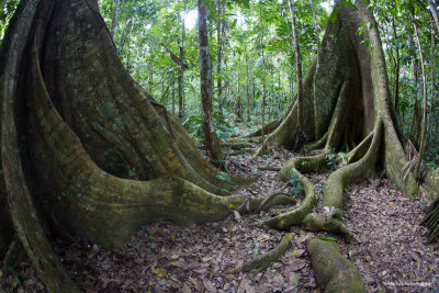 and really amazing trees with huge roots