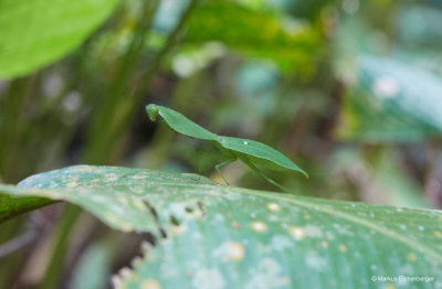 it is a Mantis in English and Spanish, in German it is called Gottesanbeterin