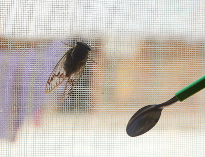 there were flies that were really really big...