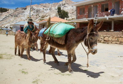 a farmer passing by with donkeys