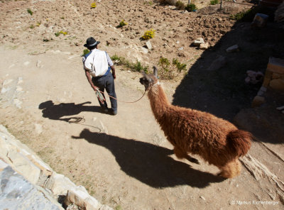 a farmer taking his alpaca for a walk
