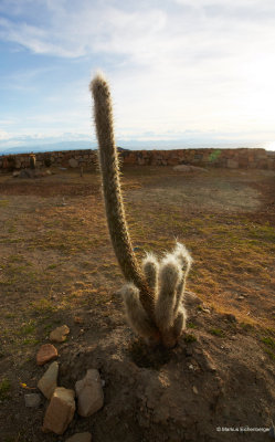 the hotel had some nice cactus