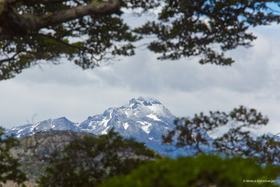 with snow peaks and lush forest