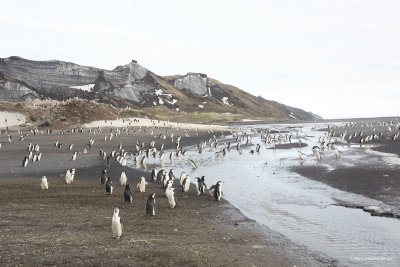 Baileys Head is a famous place for penguin rookery