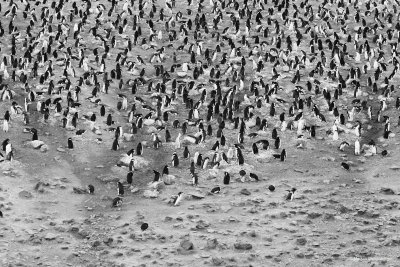 a black and white view of the amount of penguins