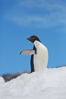 here is the wildlife ! An Adelie Penguin