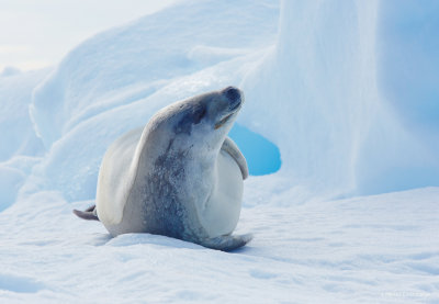 And a crabeater seal