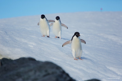 and watching the Adelie Penguins