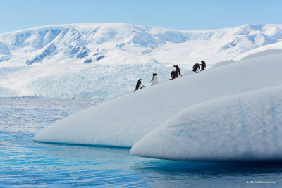 penguins can jump up the icebergs