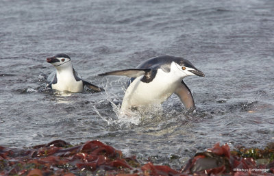 together with some Chinstrap Penguins