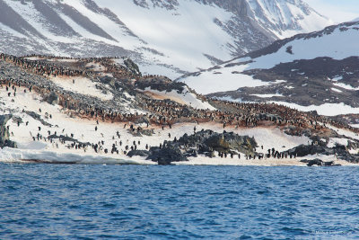 all the brown area was a penguin rookery