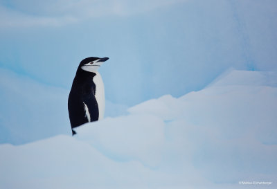 with some Chinstrap Penguin hiding