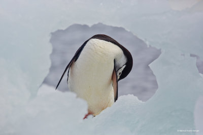 with an iceberg forming a window to see the penguin