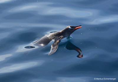 a very beautiful Gentoo jumping out of the water