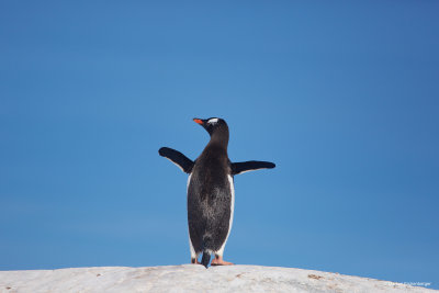 as this penguin did as well :D