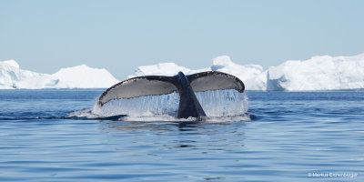 and another amazing Humback Whale Fluke