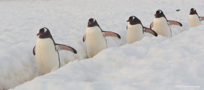 even the penguins went home very orderly