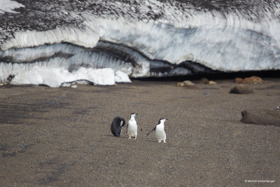 and some penguins strolling along the beach