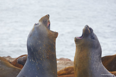 These are Elephant Seals
