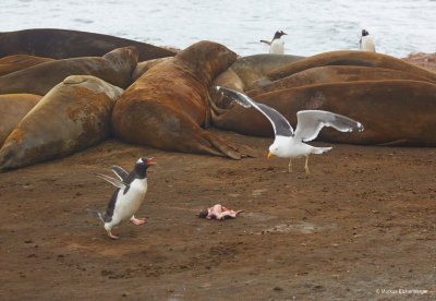 and a poor penguin defending a dead one