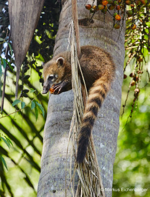 so called coatis having lunch in the park