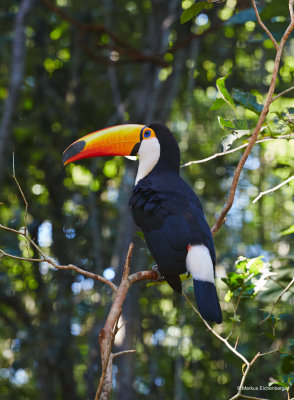 this Tucan was in the Birdspark on the Brazilian