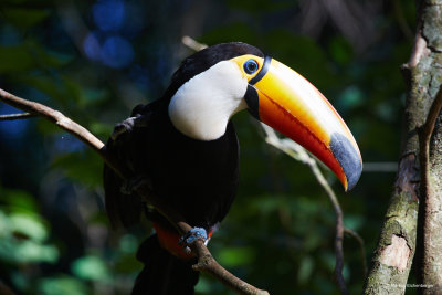 and therefore you will see lots of Tucan shots