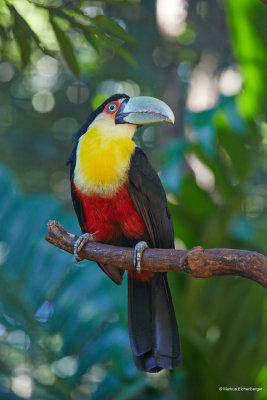 this is also one sort of tucan